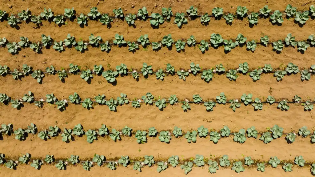 产地直供模式下的生鲜电商冷链物流技术应用与优化